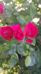 Rosa