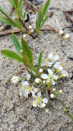 Prunus pumila