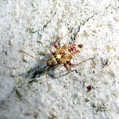 Rhabdomiris striatellus