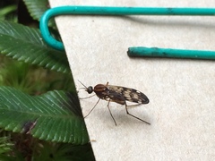 Sylvicola undulatus