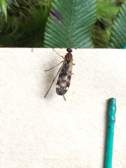 Sylvicola undulatus