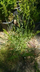 Poaceae