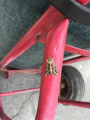 Girdler Moth photo 5