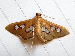 Omiodes odontosticta