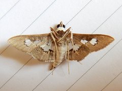 Omiodes odontosticta