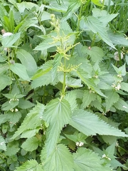 Urtica dioica