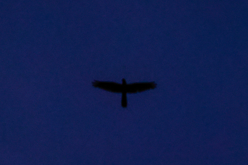Great Eared Nightjar (Lyncornis macrotis), photo 7