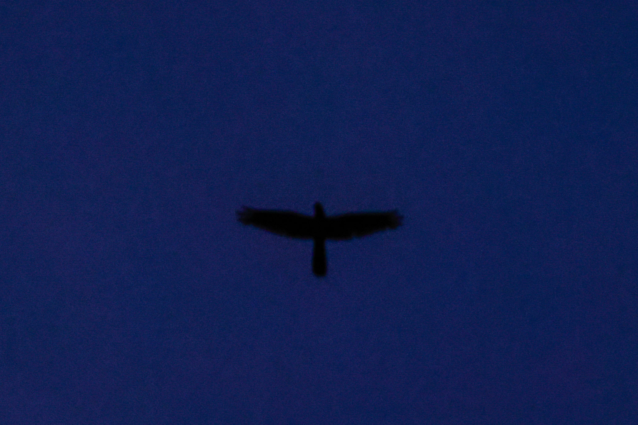 Great Eared Nightjar