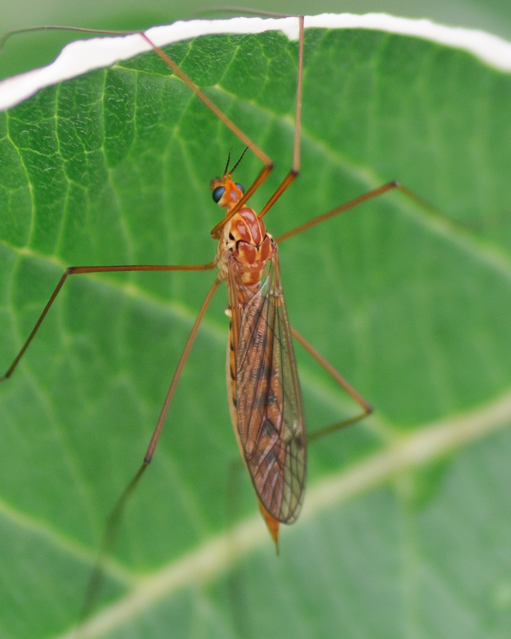 Ferruginous Tiger Crane Fly (Nephrotoma ferruginea) · iNaturalist
