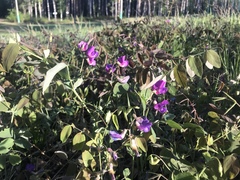Lathyrus humilis