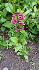 Primula japonica