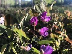 Lathyrus humilis