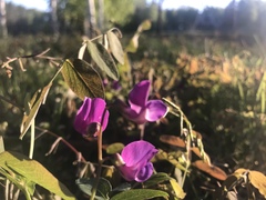 Lathyrus humilis