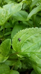 Cionus scrophulariae