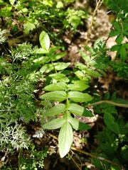 Valeriana dubia