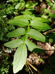 Valeriana dubia