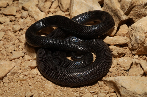 Photo of a Israeli Mole Viper (Atractaspis engaddensis)