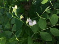 Lathyrus vestitus var. ochropetalus