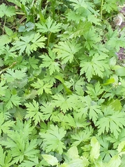 Geranium sibiricum