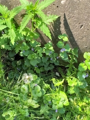Glechoma hederacea