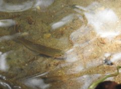 Oreonectes platycephalus