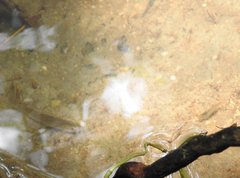 Oreonectes platycephalus