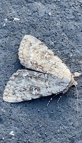 Judith's Underwing photo 2