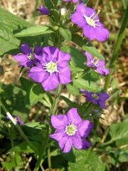 Legousia speculum-veneris
