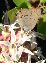 Satyrium californica
