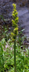 Carex stipata