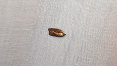 Acleris pulverosana