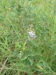 Rotheca