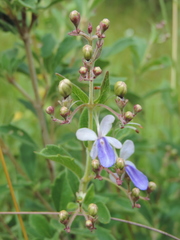 Rotheca
