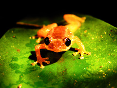 Diasporus