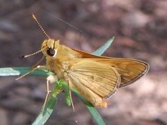 Taractrocera ina
