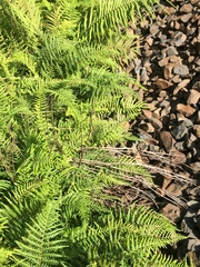 Pityrogramma calomelanos aureoflava