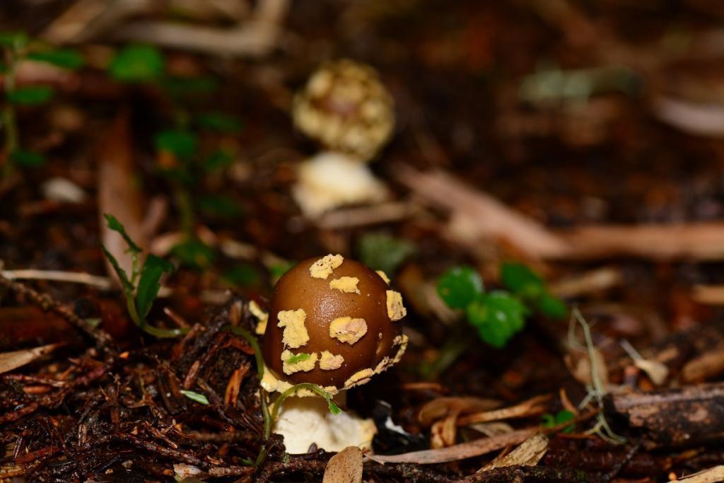 Amanita flavipes · March 2019 · photo: © chael (iNaturalist, CC)