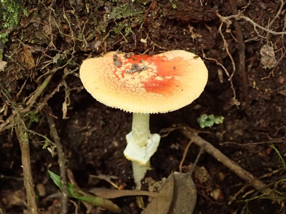 Amanita rubrovolvata · March 2019 · photo: © chael (iNaturalist, CC)