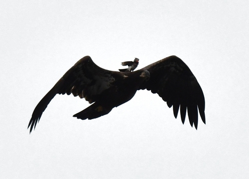 Bald Eagle photographed in Connecticut