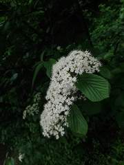 Viburnum wrightii