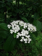 Viburnum wrightii