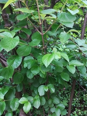 Viburnum wrightii