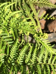 Pityrogramma calomelanos aureoflava