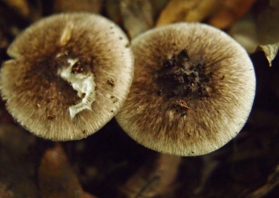 Amanita fuliginea · March 2019 · photo: © chael (iNaturalist, CC)
