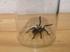 Harpactirella lightfooti