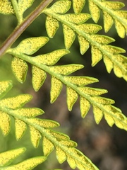 Pityrogramma calomelanos aureoflava