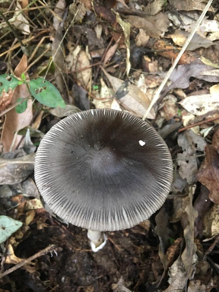 Amanita atrofusca