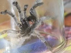 Harpactirella lightfooti