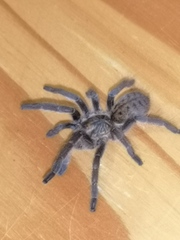 Harpactirella lightfooti