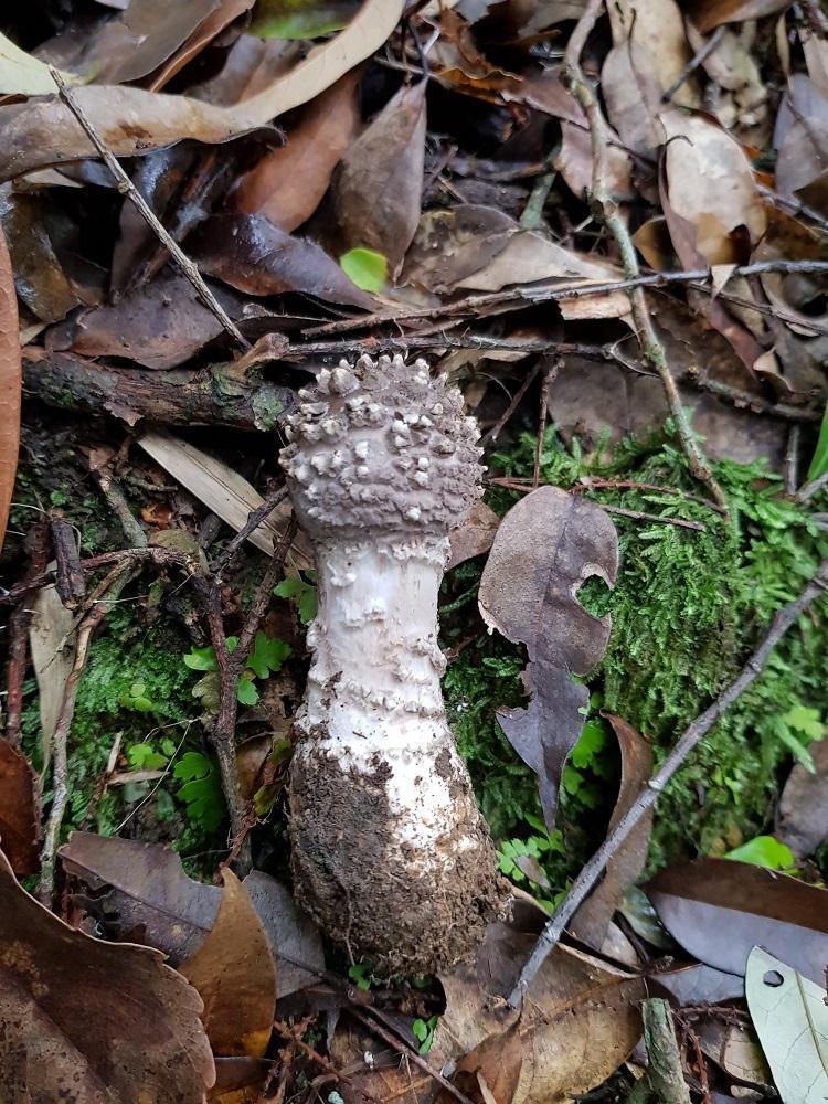 Amanita griseoverrucosa